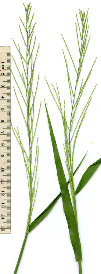  Dinebra panicea (Retzius) P.M.Peterson & N..Snow ssp.brachiata (Stuedel) P.M. Peterson & N.Snow 